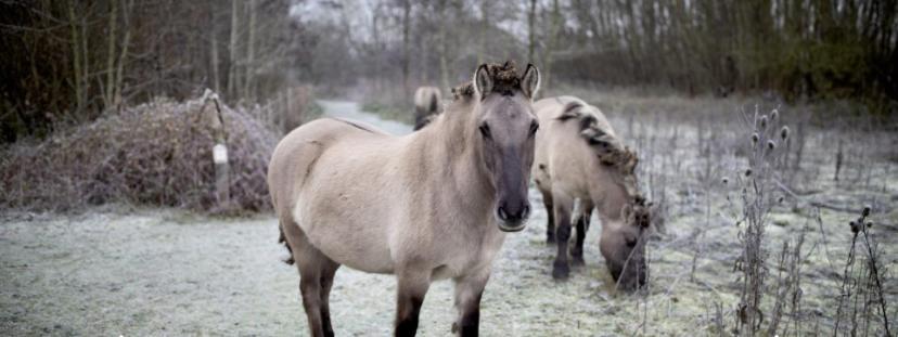 In Hartje De Vlaamse Ardennen * Oudenaarde